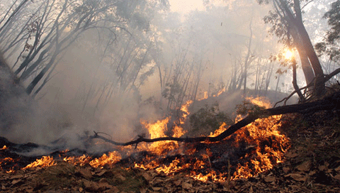 Quemar el bosque es quemar la vida