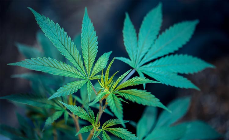 Hasta cuándo se pueden plantar semillas de cannabis en exterior? - Kannabia